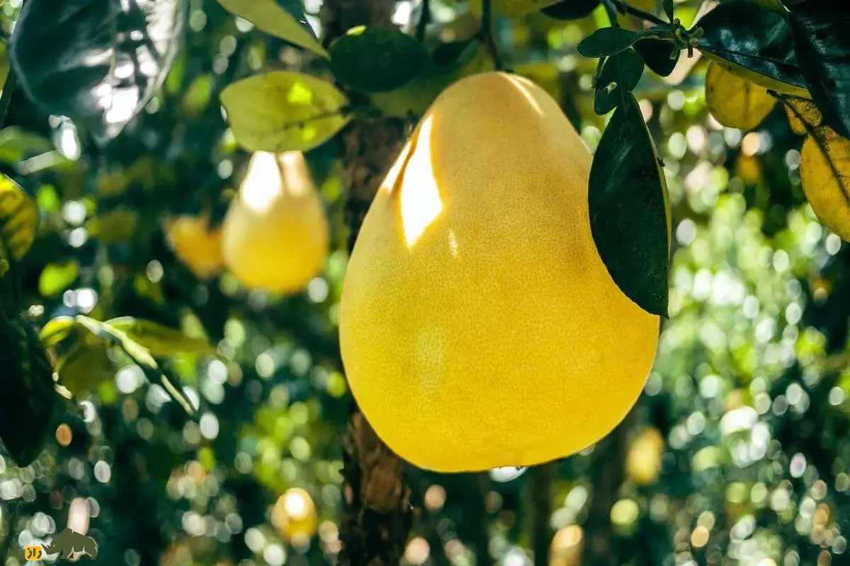 دارابی؛ بزرگترین میوه مرکبات با خواص شگفتانگیز برای قلب، گوارش و سیستم ایمنی بدن دارابی؛ بزرگترین میوه مرکبات با خواص شگفتانگیز برای قلب، گوارش و سیستم ایمنی بدن