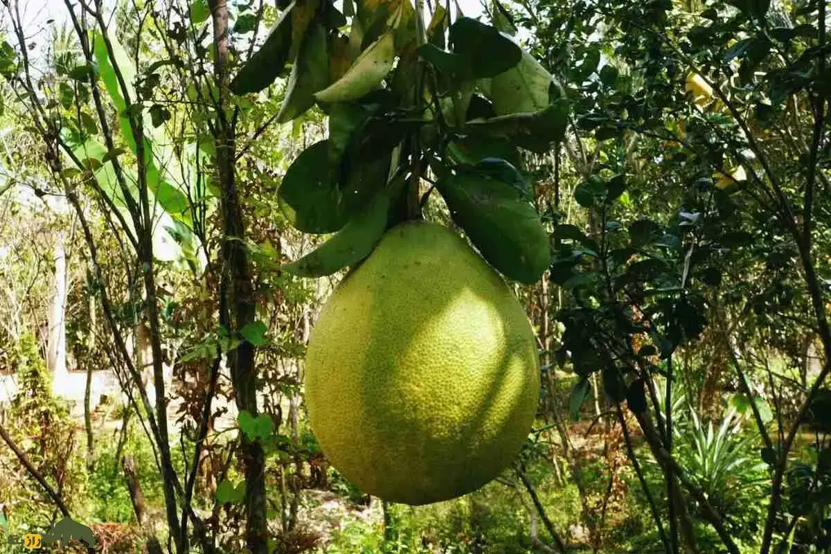 دارابی؛ بزرگترین میوه مرکبات با خواص شگفتانگیز برای قلب، گوارش و سیستم ایمنی بدن دارابی؛ بزرگترین میوه مرکبات با خواص شگفتانگیز برای قلب، گوارش و سیستم ایمنی بدن