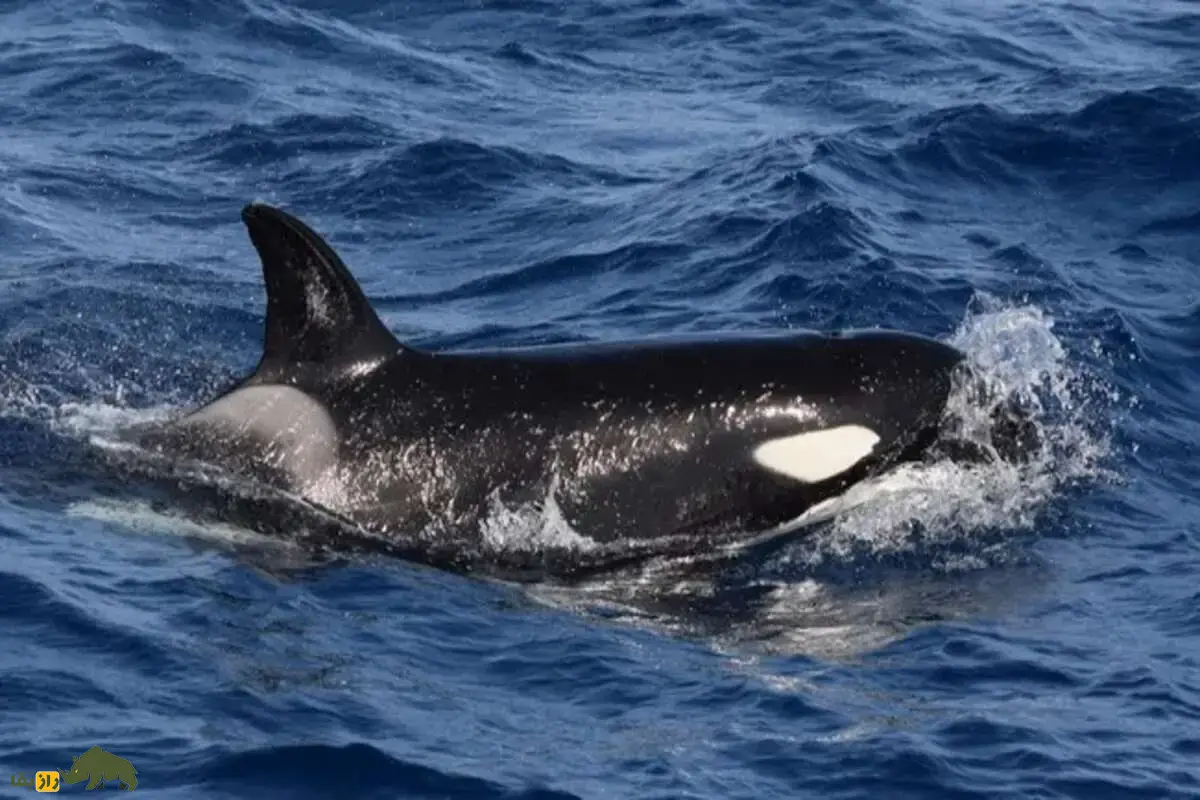 حمله دوباره اورکا‌ها به قایق‌ها در اروپا | راز رفتار عجیب نهنگ‌های قاتل