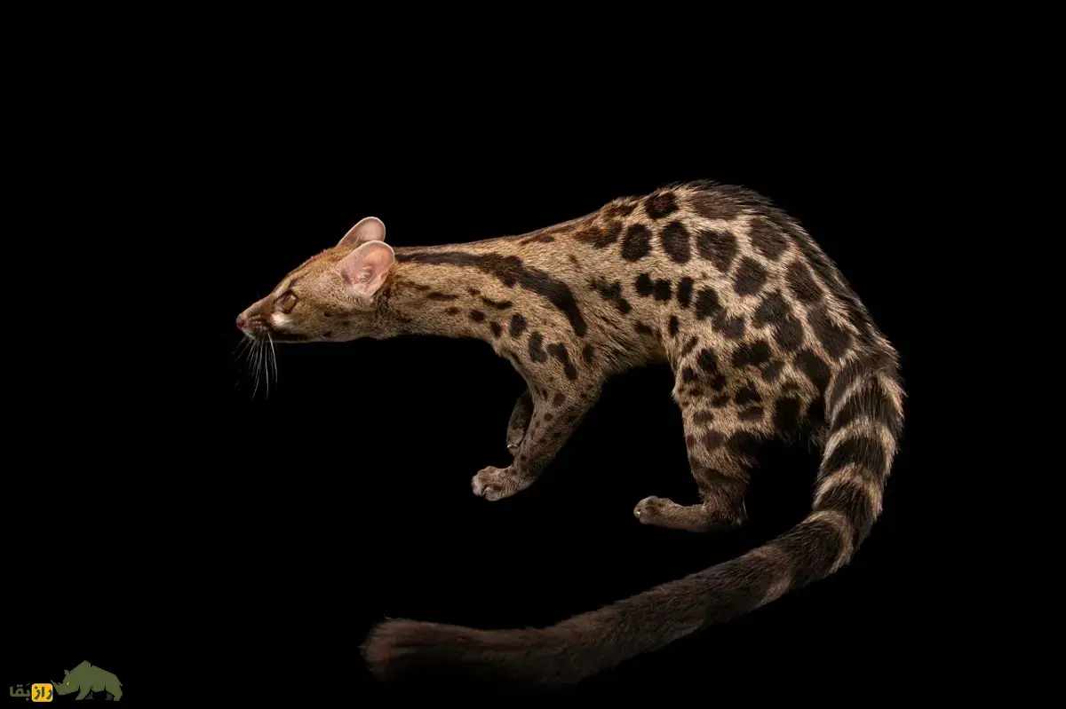 مشکین‌گربه دماغه