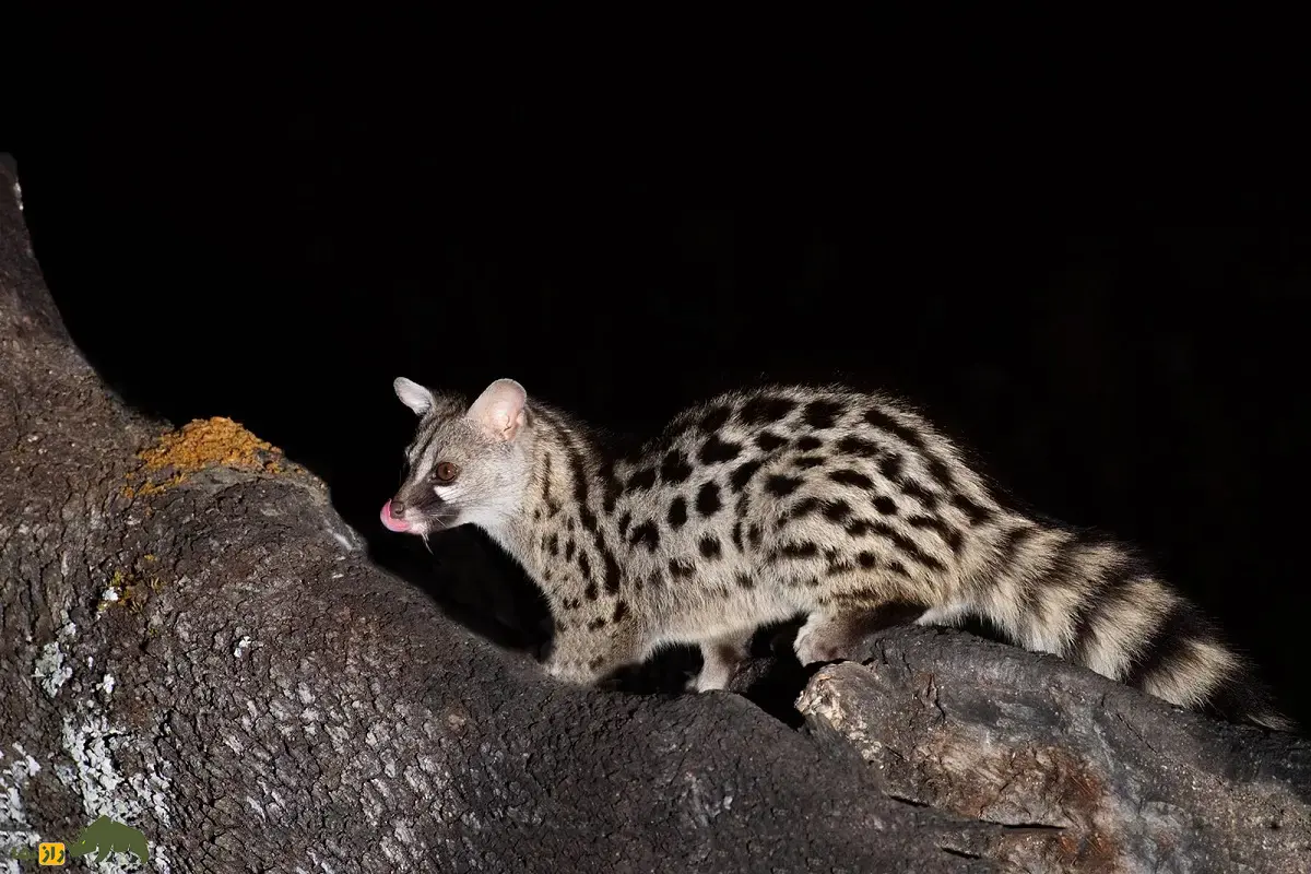 مشکین‌گربه دماغه