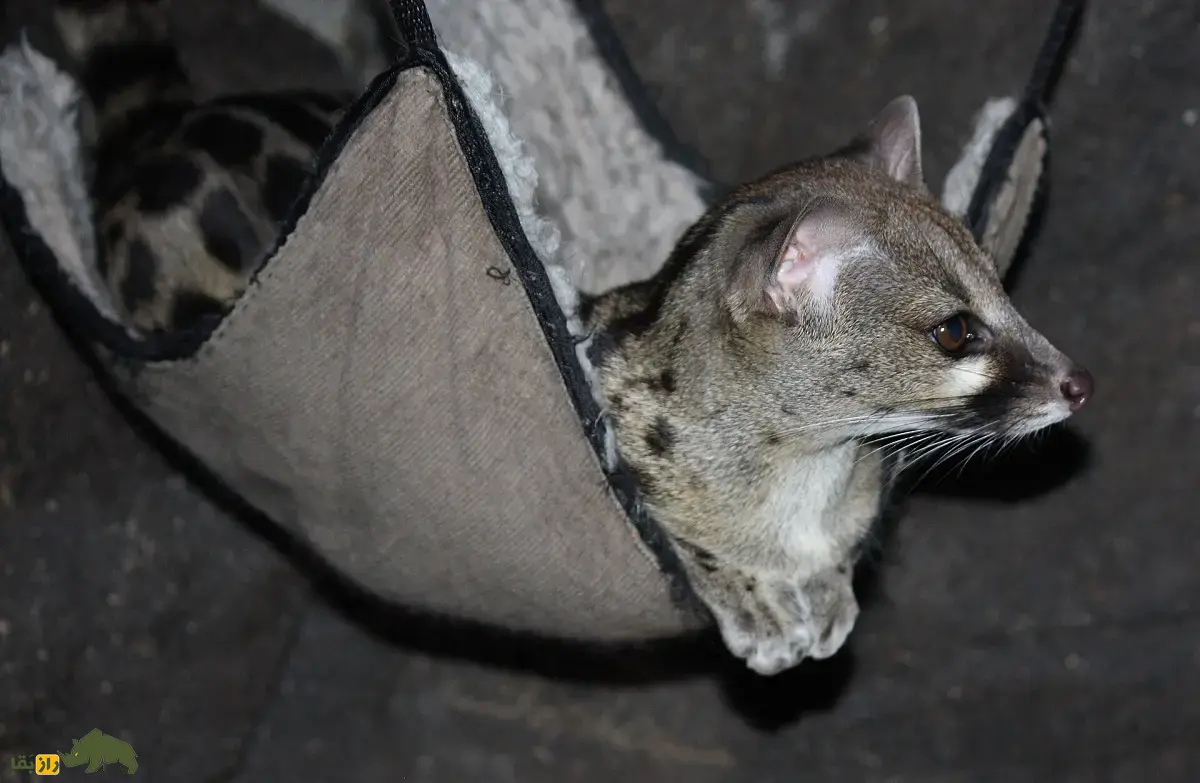 مشکین‌گربه دماغه