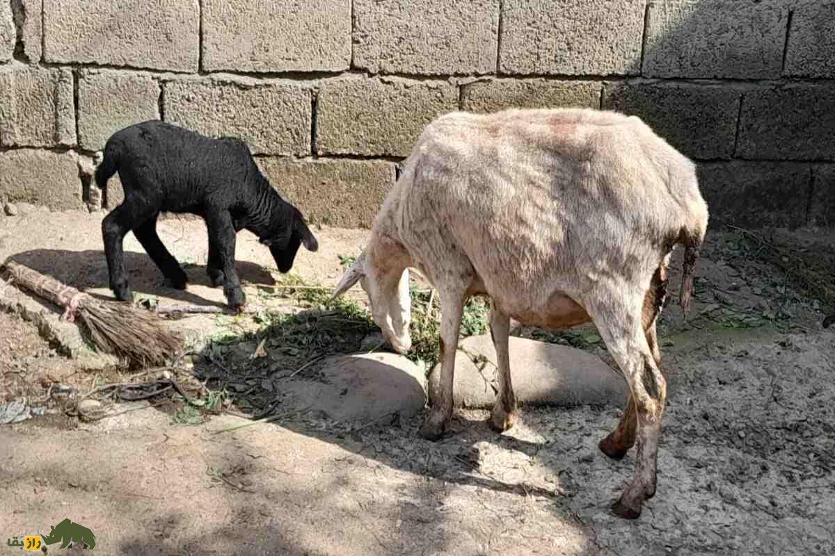 توقلی در چوپانی؛ همه چیز درباره بره ماده دوساله، ویژگی‌ها، پرورش و نکات طلایی دامداری