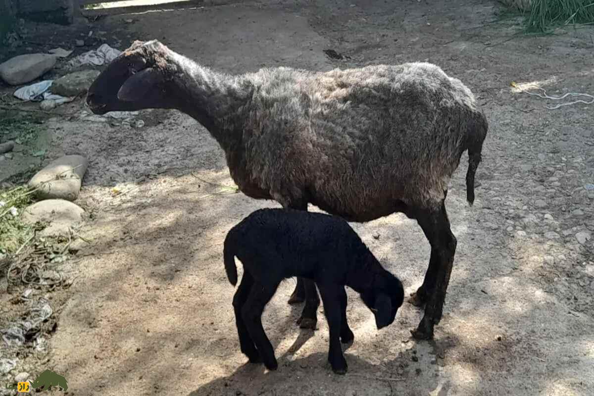 توقلی در چوپانی؛ همه چیز درباره بره ماده دوساله، ویژگی‌ها، پرورش و نکات طلایی دامداری