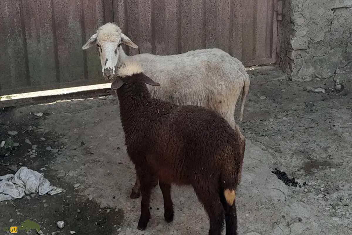 توقلی در چوپانی؛ همه چیز درباره بره ماده دوساله، ویژگی‌ها، پرورش و نکات طلایی دامداری