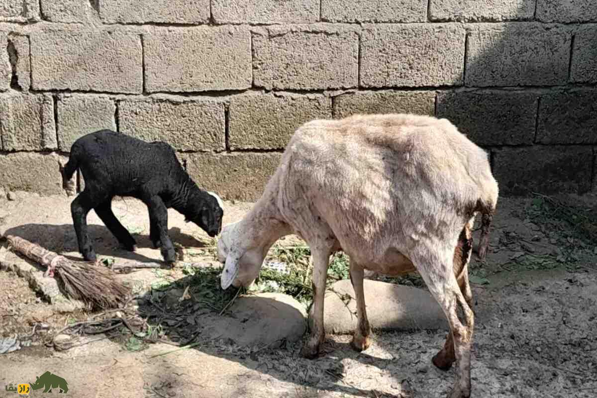 توقلی در چوپانی؛ همه چیز درباره بره ماده دوساله، ویژگی‌ها، پرورش و نکات طلایی دامداری