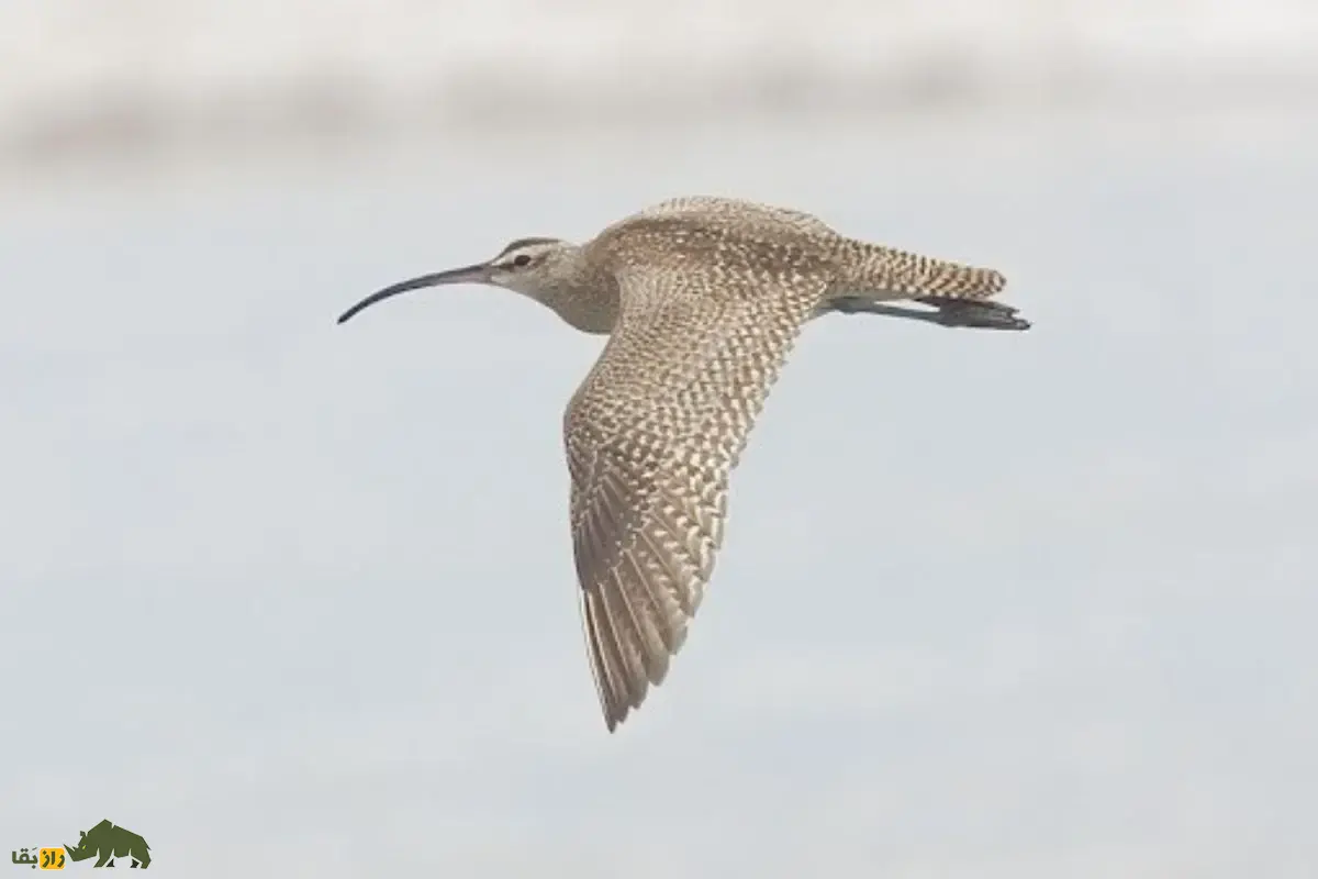 گیلانشاه ابروسفید؛ همه چیز درباره پرنده مهاجر ایران با منقار خمیده، زیستگاه‌ها، غذا و راز‌های شگفت‌انگیز آن