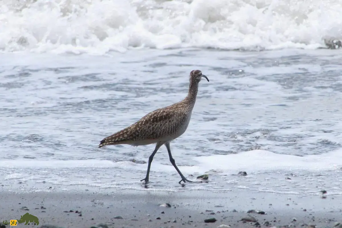 گیلانشاه ابروسفید؛ همه چیز درباره پرنده مهاجر ایران با منقار خمیده، زیستگاه‌ها، غذا و راز‌های شگفت‌انگیز آن