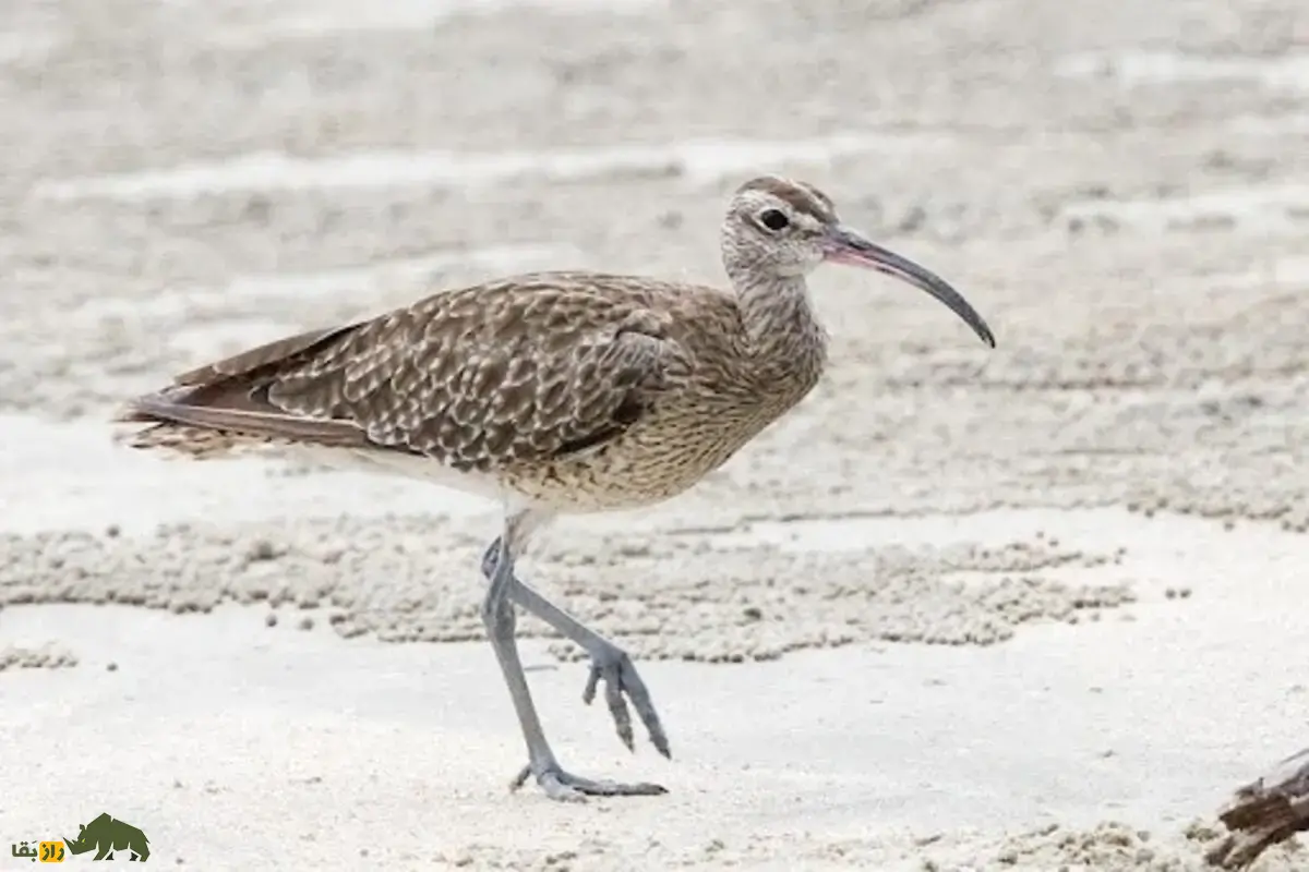 گیلانشاه ابروسفید؛ همه چیز درباره پرنده مهاجر ایران با منقار خمیده، زیستگاه‌ها، غذا و راز‌های شگفت‌انگیز آن