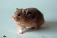 همستر سوری؛ همستری از سوریه که نیمی از وزن بدنش غذا ذخیره میکند و کیسه لپهایش تا شانههایش کشیده میشوند