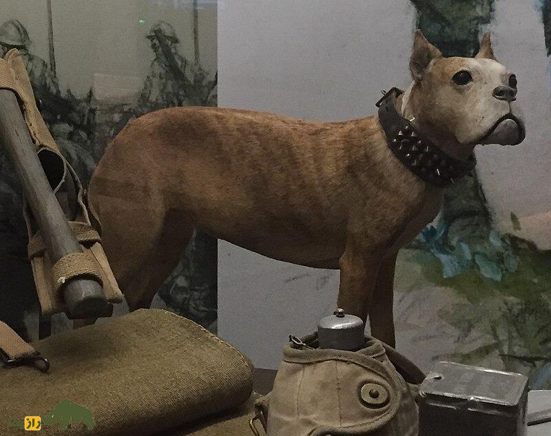 گروهبان استابی