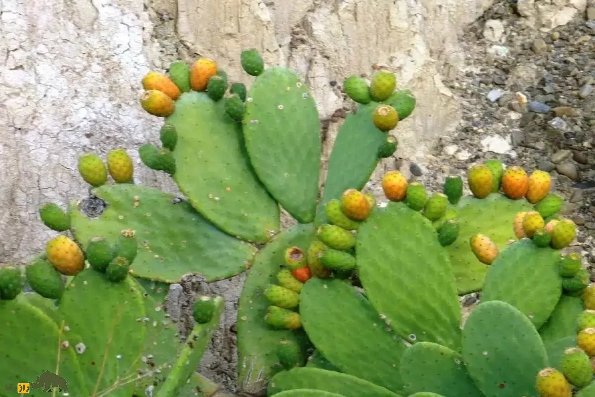 کاکتوس خوراکی (اپونتیا)؛ گیاه مقاوم به خشکی که هم میوه خوراکی و هم علوفه دام تولید میکند و بازار صادراتی آن رو به رشد است کاکتوس خوراکی (اپونتیا)؛ گیاه مقاوم به خشکی که هم میوه خوراکی و هم علوفه دام تولید میکند و بازار صادراتی آن رو به رشد است