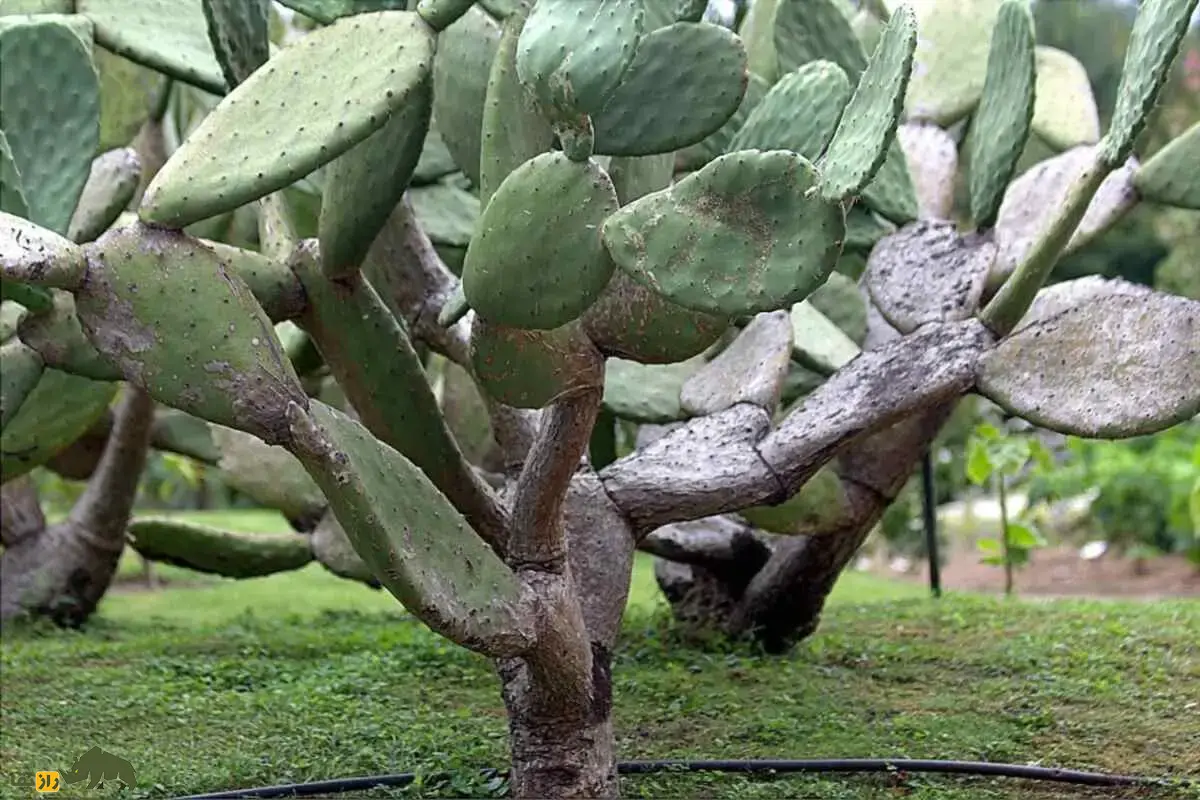 کاکتوس خوراکی (اپونتیا)؛ گیاه مقاوم به خشکی که هم میوه خوراکی و هم علوفه دام تولید میکند و بازار صادراتی آن رو به رشد است کاکتوس خوراکی (اپونتیا)؛ گیاه مقاوم به خشکی که هم میوه خوراکی و هم علوفه دام تولید میکند و بازار صادراتی آن رو به رشد است