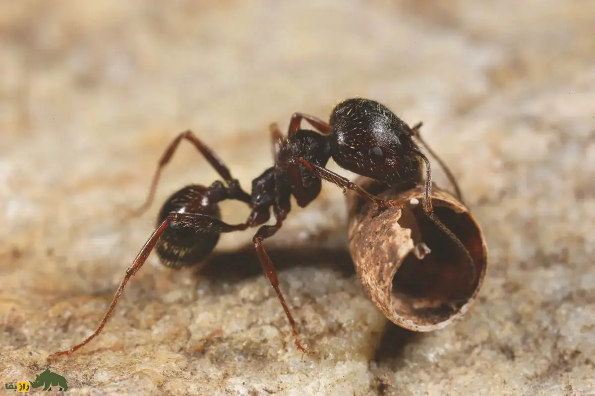 مورچهای در اروپا نرهای گونهای دیگر را کلون میکند! کشفی شگفتانگیز که قوانین طبیعت و مرزهای گونهها را به چالش میکشد مورچهای در اروپا نرهای گونهای دیگر را کلون میکند! کشفی شگفتانگیز که قوانین طبیعت و مرزهای گونهها را به چالش میکشد