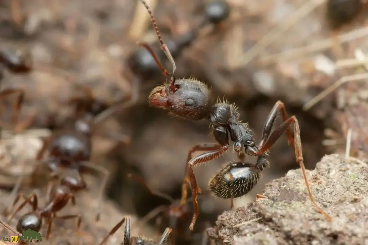 مورچهای در اروپا نرهای گونهای دیگر را کلون میکند! کشفی شگفتانگیز که قوانین طبیعت و مرزهای گونهها را به چالش میکشد مورچهای در اروپا نرهای گونهای دیگر را کلون میکند! کشفی شگفتانگیز که قوانین طبیعت و مرزهای گونهها را به چالش میکشد