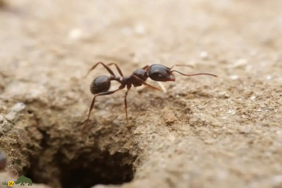 مورچهای در اروپا نرهای گونهای دیگر را کلون میکند! کشفی شگفتانگیز که قوانین طبیعت و مرزهای گونهها را به چالش میکشد مورچهای در اروپا نرهای گونهای دیگر را کلون میکند! کشفی شگفتانگیز که قوانین طبیعت و مرزهای گونهها را به چالش میکشد