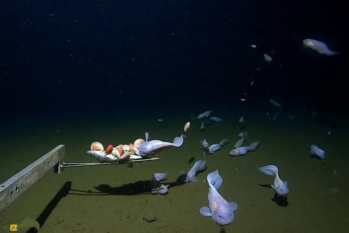 کشف گونهای جدید از ماهی حلزونی صورتی با ریش کوچک در اعماق اقیانوس کالیفرنیا کشف گونهای جدید از ماهی حلزونی صورتی با ریش کوچک در اعماق اقیانوس کالیفرنیا