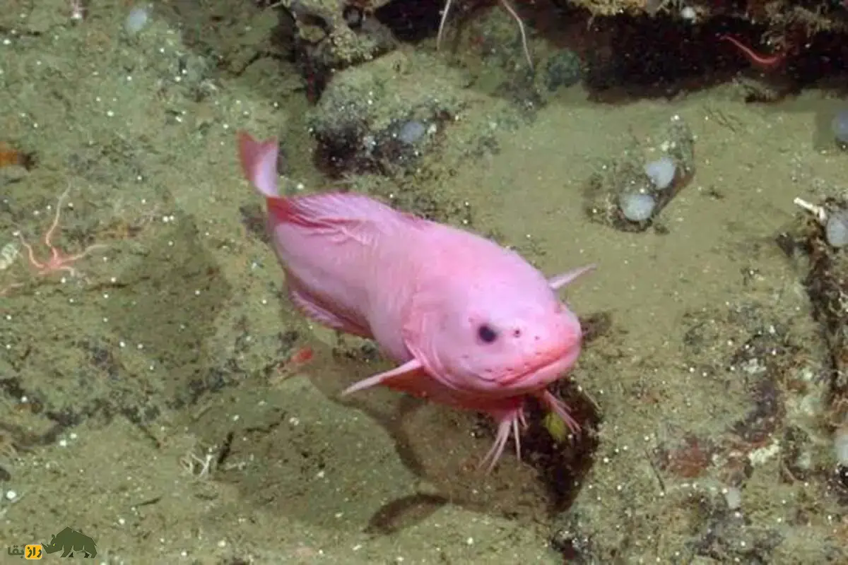 کشف گونهای جدید از ماهی حلزونی صورتی با ریش کوچک در اعماق اقیانوس کالیفرنیا کشف گونهای جدید از ماهی حلزونی صورتی با ریش کوچک در اعماق اقیانوس کالیفرنیا