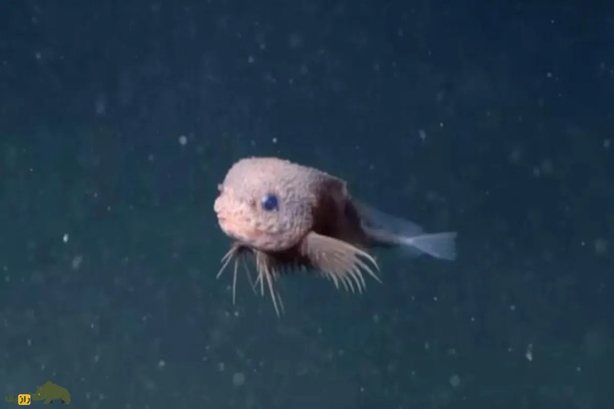 کشف گونهای جدید از ماهی حلزونی صورتی با ریش کوچک در اعماق اقیانوس کالیفرنیا کشف گونهای جدید از ماهی حلزونی صورتی با ریش کوچک در اعماق اقیانوس کالیفرنیا