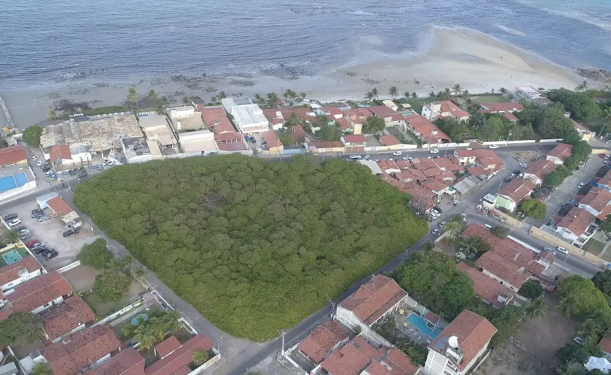 درخت بادام هندی پیرانگی؛ بزرگترین درخت جهان که شبیه باغ است و محله‌ای به اندازه یک زمین فوتبال را اشغال کرده است