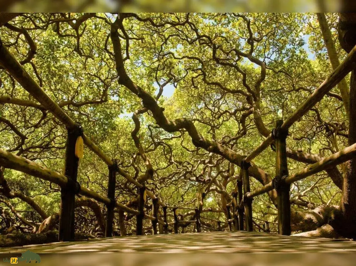 درخت بادام هندی پیرانگی