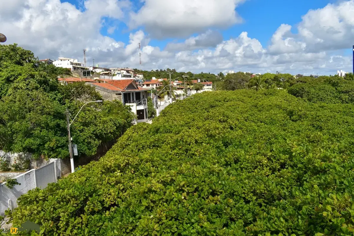 درخت بادام هندی پیرانگی