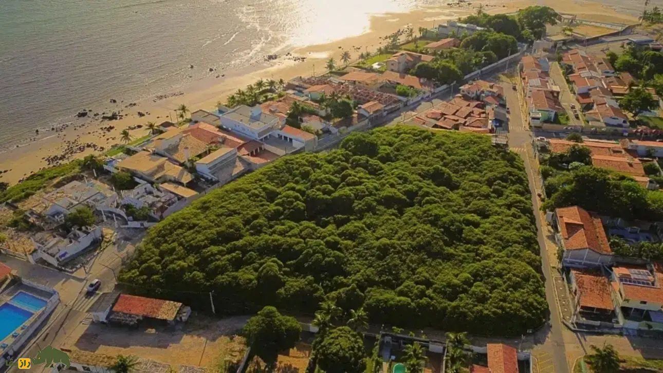 درخت بادام هندی پیرانگی