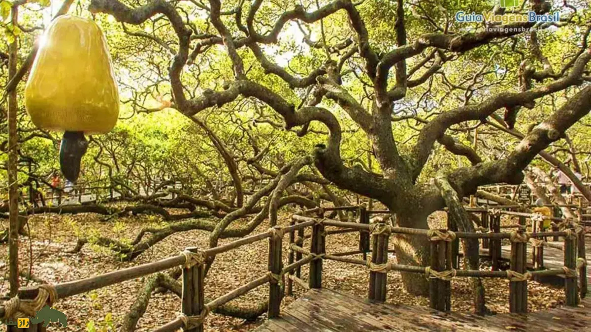 درخت بادام هندی پیرانگی