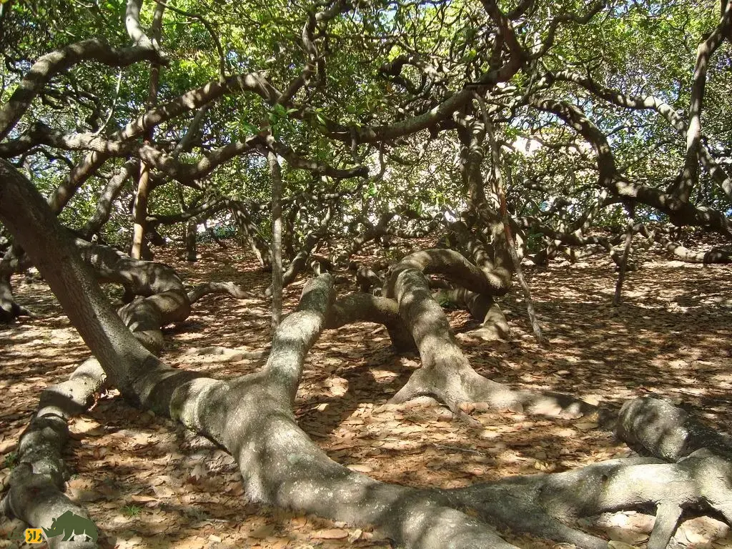 درخت بادام هندی پیرانگی