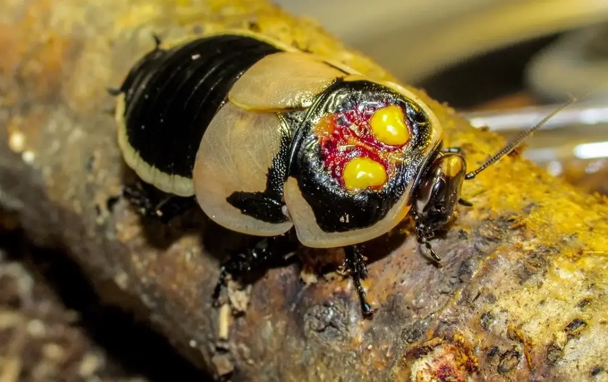 سوسک درخشان؛ سوسک اسراسرآمیز معروف به «حشره شبح» که روی بدنش دو لامپ درخشان دارد