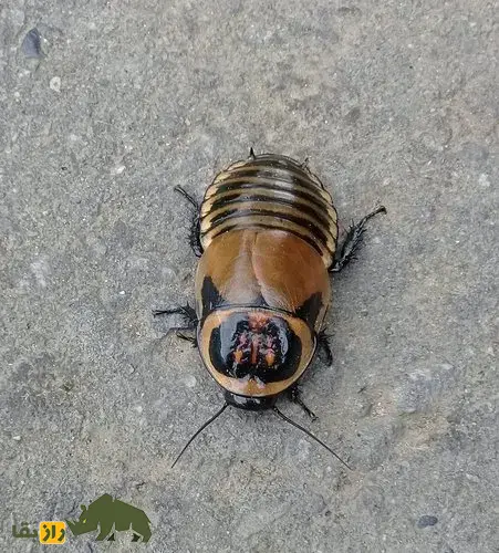 سوسک درخشان؛ سوسک اسراسرآمیز معروف به «حشره شبح» که روی بدنش دو لامپ درخشان وجود دارد سوسک درخشان