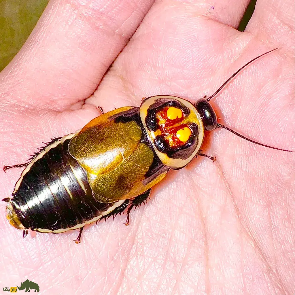 سوسک درخشان؛ سوسک اسراسرآمیز معروف به «حشره شبح» که روی بدنش دو لامپ درخشان وجود دارد سوسک درخشان