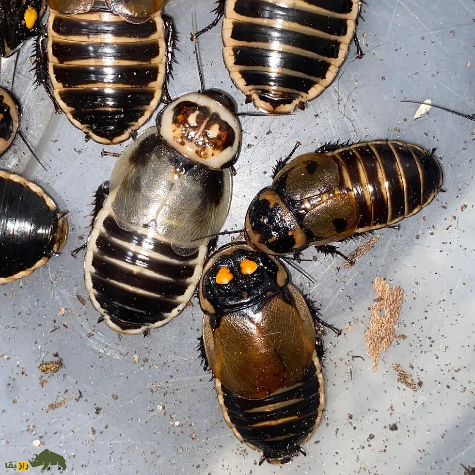 سوسک درخشان؛ سوسک اسراسرآمیز معروف به «حشره شبح» که روی بدنش دو لامپ درخشان وجود دارد سوسک درخشان
