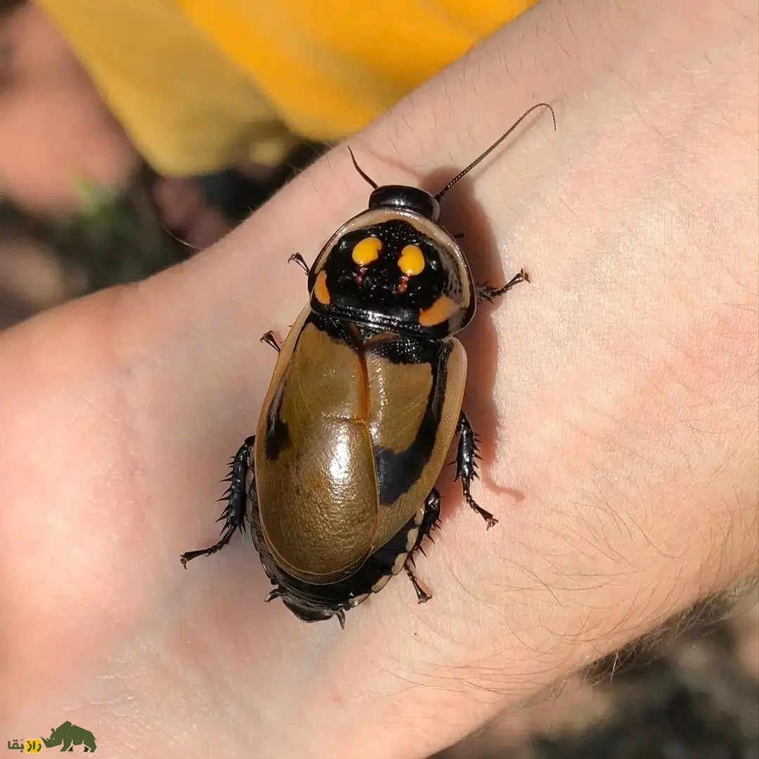 سوسک درخشان؛ سوسک اسراسرآمیز معروف به «حشره شبح» که روی بدنش دو لامپ درخشان وجود دارد سوسک درخشان