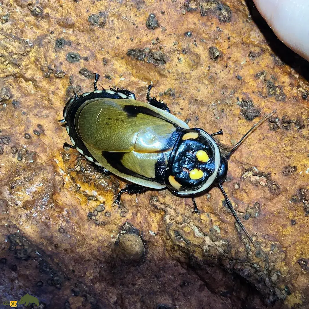 سوسک درخشان؛ سوسک اسراسرآمیز معروف به «حشره شبح» که روی بدنش دو لامپ درخشان وجود دارد سوسک درخشان