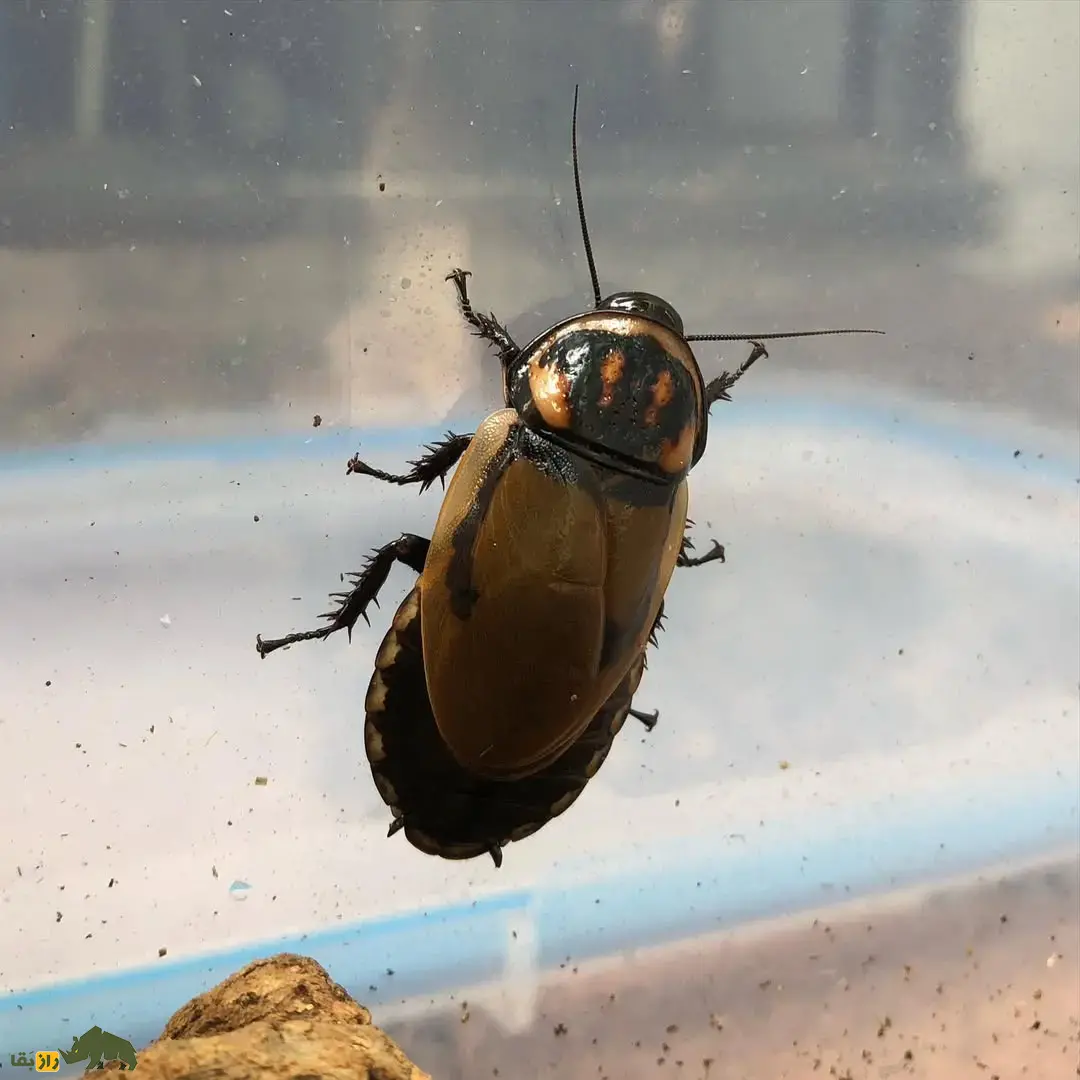 سوسک درخشان؛ سوسک اسراسرآمیز معروف به «حشره شبح» که روی بدنش دو لامپ درخشان وجود دارد سوسک درخشان