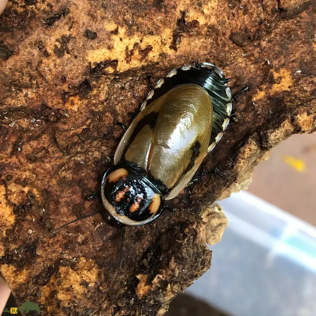 سوسک درخشان؛ سوسک اسراسرآمیز معروف به «حشره شبح» که روی بدنش دو لامپ درخشان وجود دارد سوسک درخشان