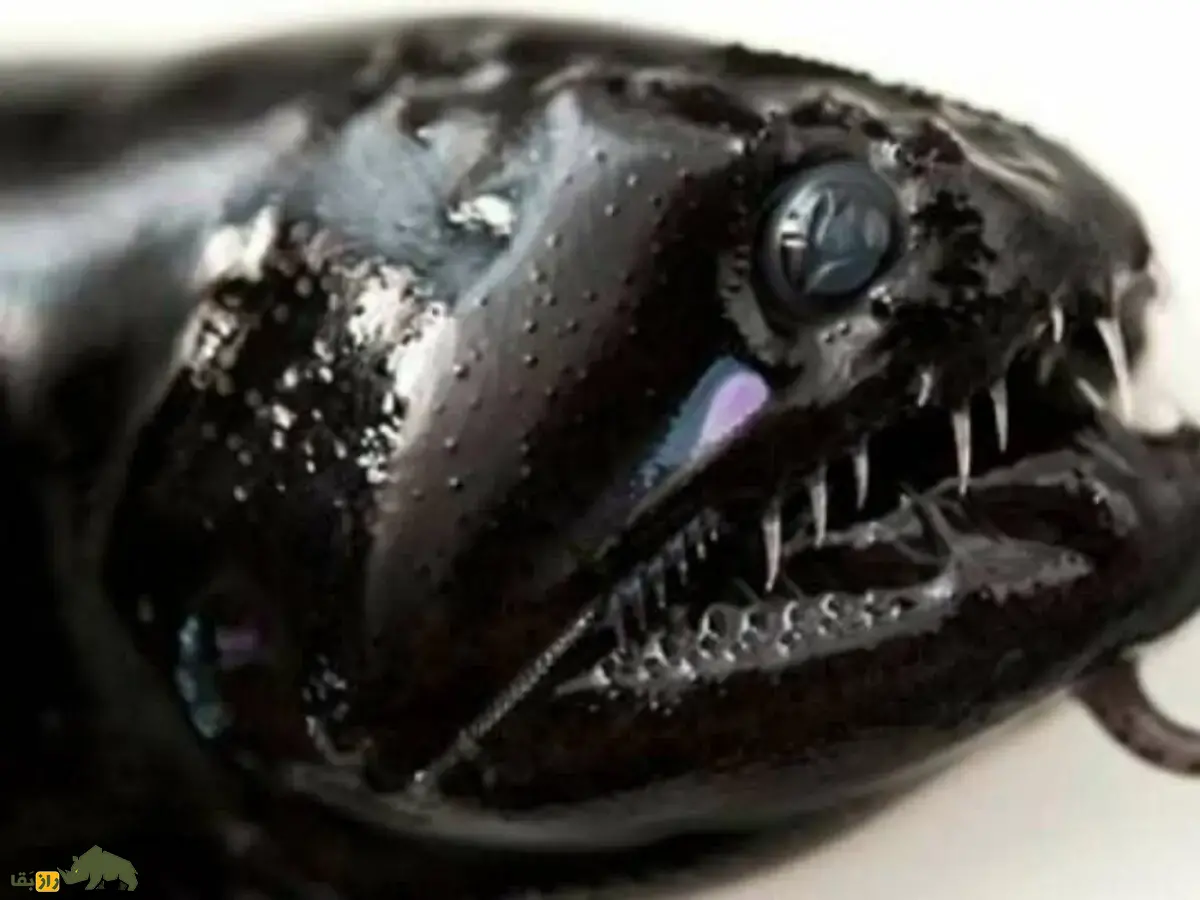 اژدهاماهی سیاه؛ ماهی مرموز اعماق دریا شبیه اژدها با دندانهای نامرئی که نور تراوش میکند و نر فقط عمل جفتگیری انجام میدهد اژدهاماهی سیاه