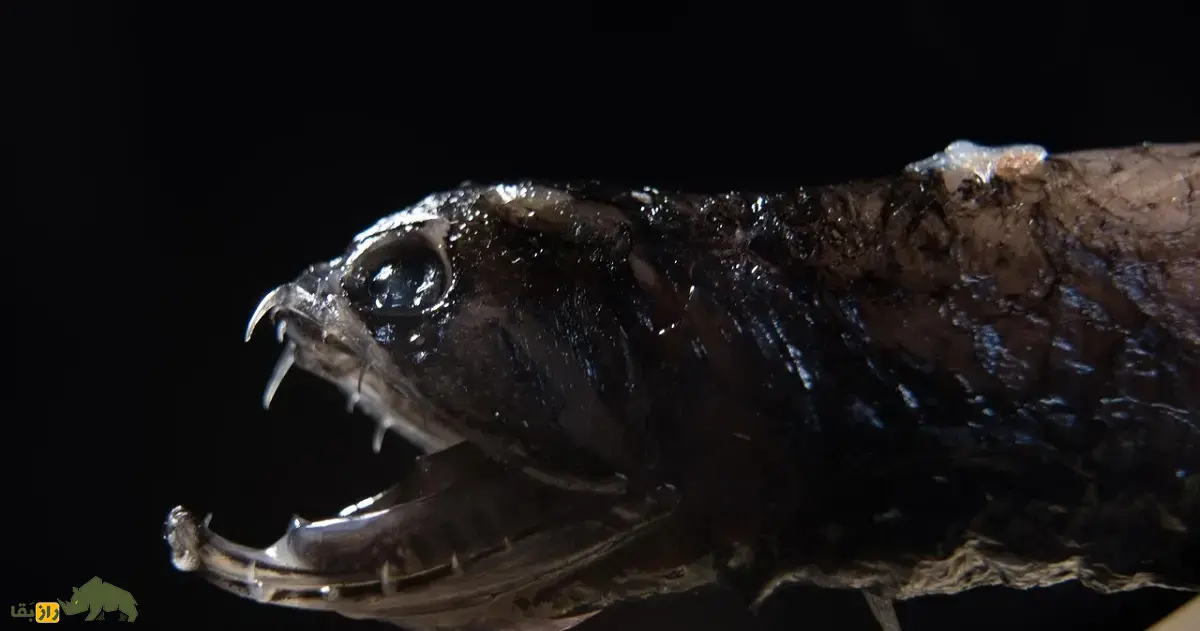 اژدهاماهی سیاه؛ ماهی مرموز اعماق دریا شبیه اژدها با دندانهای نامرئی که نور تراوش میکند و نر فقط عمل جفتگیری انجام میدهد اژدهاماهی سیاه