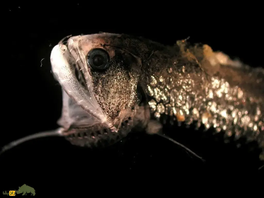اژدهاماهی سیاه؛ ماهی مرموز اعماق دریا شبیه اژدها با دندانهای نامرئی که نور تراوش میکند و نر فقط عمل جفتگیری انجام میدهد اژدهاماهی سیاه