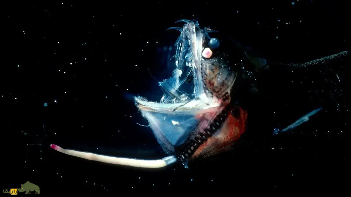 اژدهاماهی سیاه؛ ماهی مرموز اعماق دریا شبیه اژدها با دندانهای نامرئی که نور تراوش میکند و نر فقط عمل جفتگیری انجام میدهد اژدهاماهی سیاه