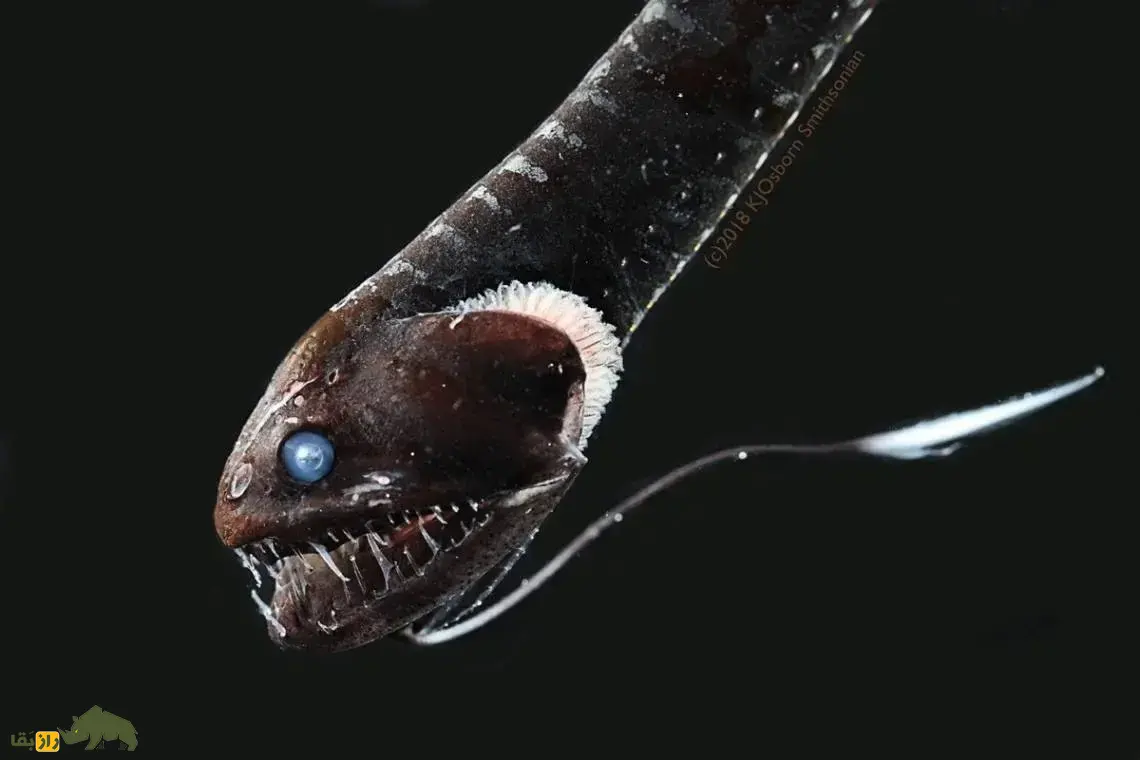 اژدهاماهی سیاه؛ ماهی مرموز اعماق دریا شبیه اژدها با دندانهای نامرئی که نور تراوش میکند و نر فقط عمل جفتگیری انجام میدهد اژدهاماهی سیاه