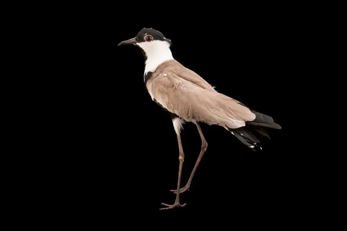 خروس کولی سینهسیاه؛ پرنده زیبا و ارزشمند تالابهای ایران که بسیار جسور است و با چاقو از خودش دفاع میکند!