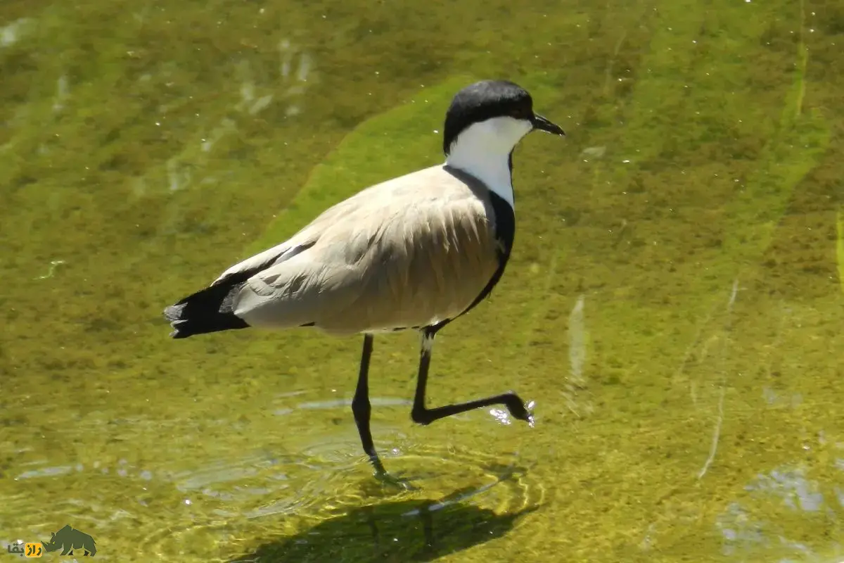 خروس کولی سینهسیاه؛ پرندهای زیبا و ارزشمند تالابهای ایران که بسیار جسور است و با خار بال خود از خود دفاع میکند خروس کولی سینهسیاه؛ پرندهای زیبا و ارزشمند تالابهای ایران که بسیار جسور است و با خار بال خود از خود دفاع میکند