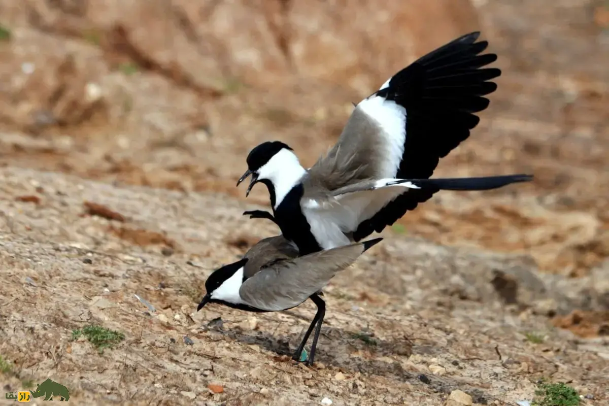 خروس کولی سینهسیاه؛ پرندهای زیبا و ارزشمند تالابهای ایران که بسیار جسور است و با خار بال خود از خود دفاع میکند خروس کولی سینهسیاه؛ پرندهای زیبا و ارزشمند تالابهای ایران که بسیار جسور است و با خار بال خود از خود دفاع میکند