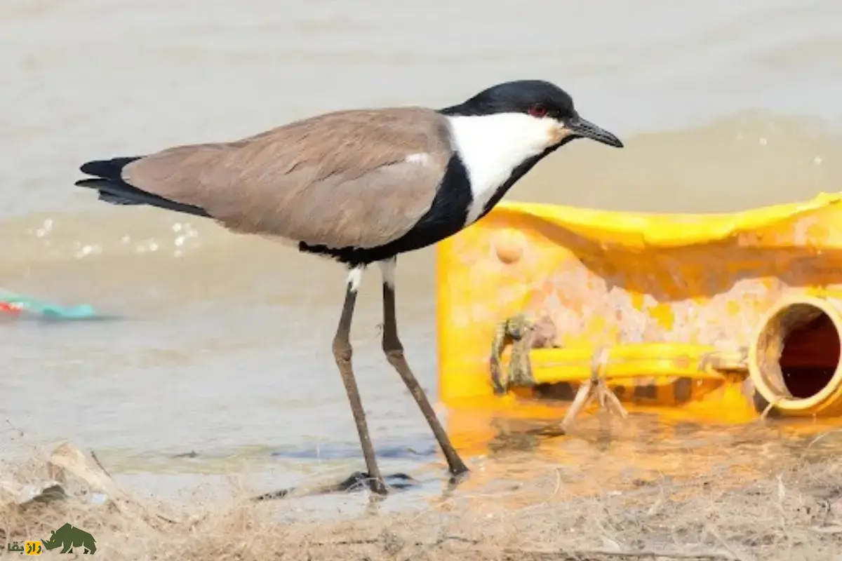 خروس کولی سینهسیاه؛ پرندهای زیبا و ارزشمند تالابهای ایران که بسیار جسور است و با خار بال خود از خود دفاع میکند خروس کولی سینهسیاه؛ پرندهای زیبا و ارزشمند تالابهای ایران که بسیار جسور است و با خار بال خود از خود دفاع میکند