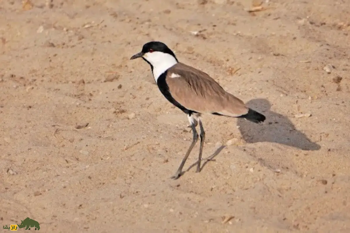 خروس کولی سینهسیاه؛ پرندهای زیبا و ارزشمند تالابهای ایران که بسیار جسور است و با خار بال خود از خود دفاع میکند خروس کولی سینهسیاه؛ پرندهای زیبا و ارزشمند تالابهای ایران که بسیار جسور است و با خار بال خود از خود دفاع میکند