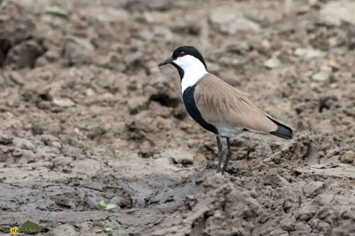 خروس کولی سینهسیاه؛ پرندهای زیبا و ارزشمند تالابهای ایران که بسیار جسور است و با چاقو از خودش دفاع میکند! خروس کولی سینهسیاه؛ پرندهای زیبا و ارزشمند تالابهای ایران که بسیار جسور است و با چاقو از خودش دفاع میکند!