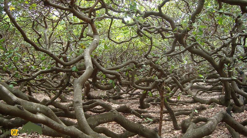 درخت بادام هندی پیرانگی