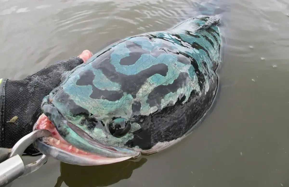 ماهی سرماری؛ شکارچی بی‌رحم و ترسناک ۱.۵ متری معروف به «ماهی رونده» که به انسان هم حمله می‌کند!